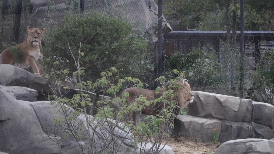 Het nieuwe hol van de leeuw