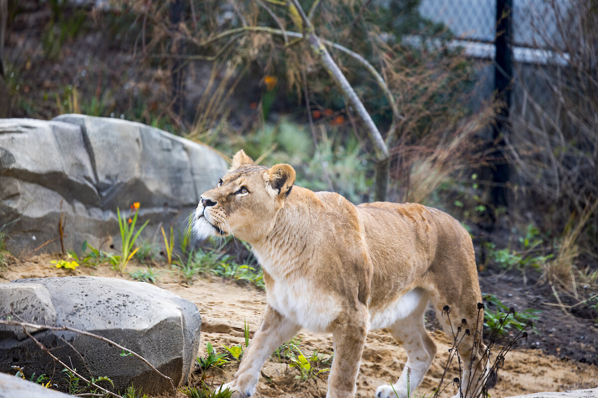 Het nieuwe hol van de leeuw