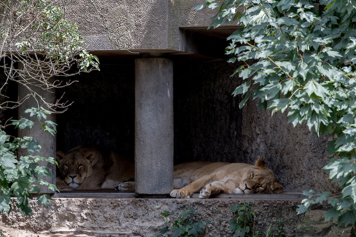 Het nieuwe hol van de leeuw