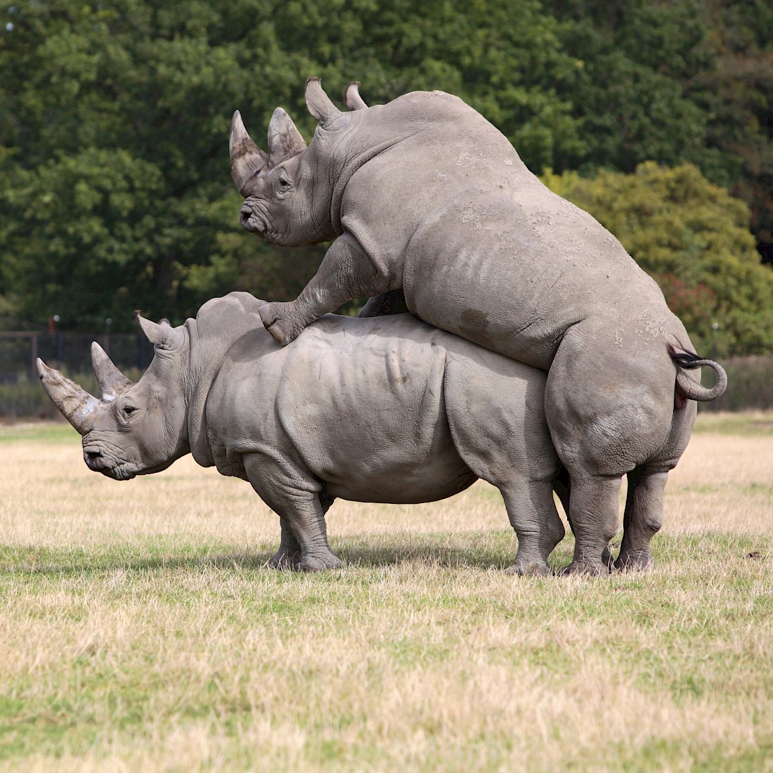 Lentekriebels in de dierenwereld