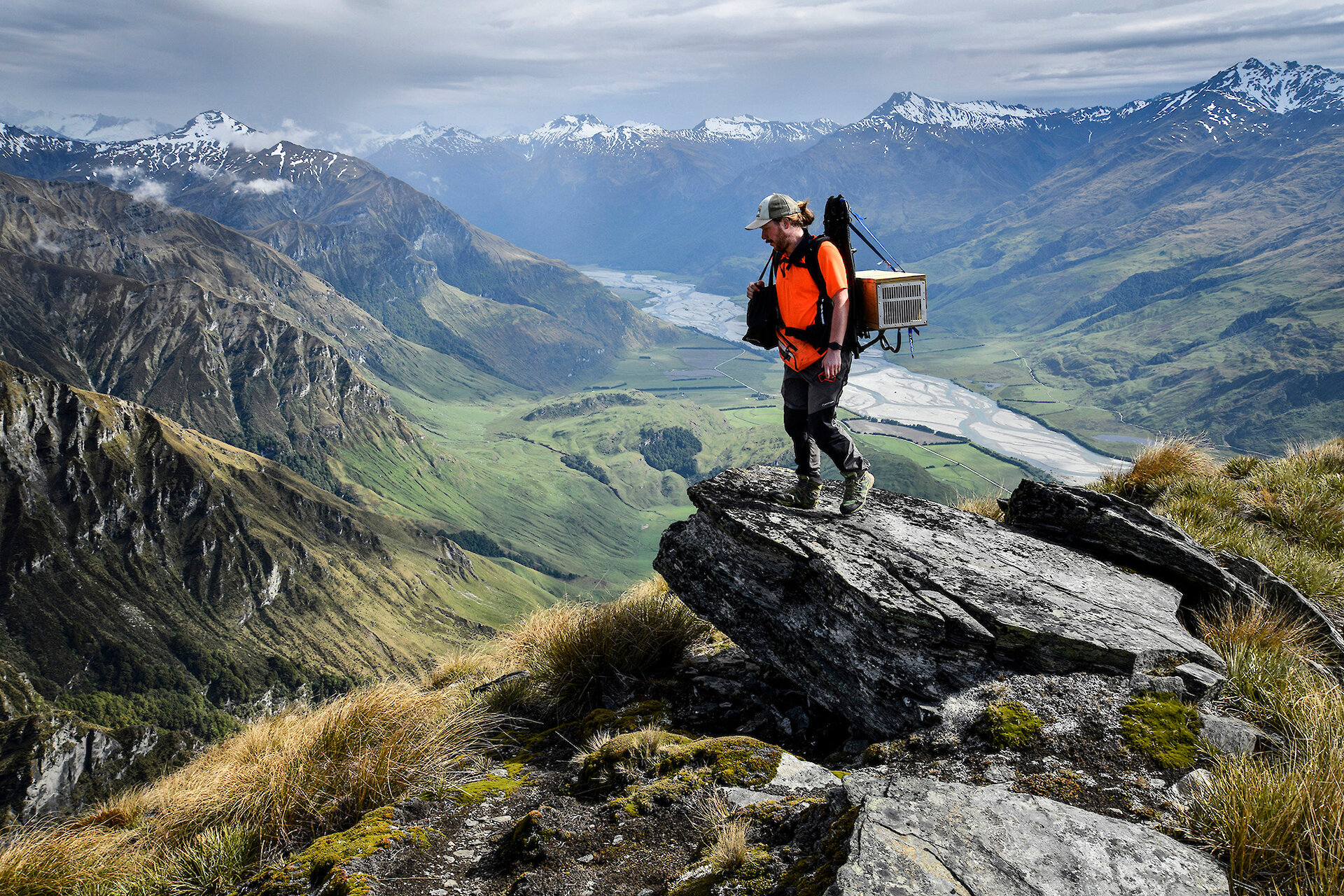 Hoe bedreigde Nieuw-Zeelandse vogels uit de klauwen van de possum