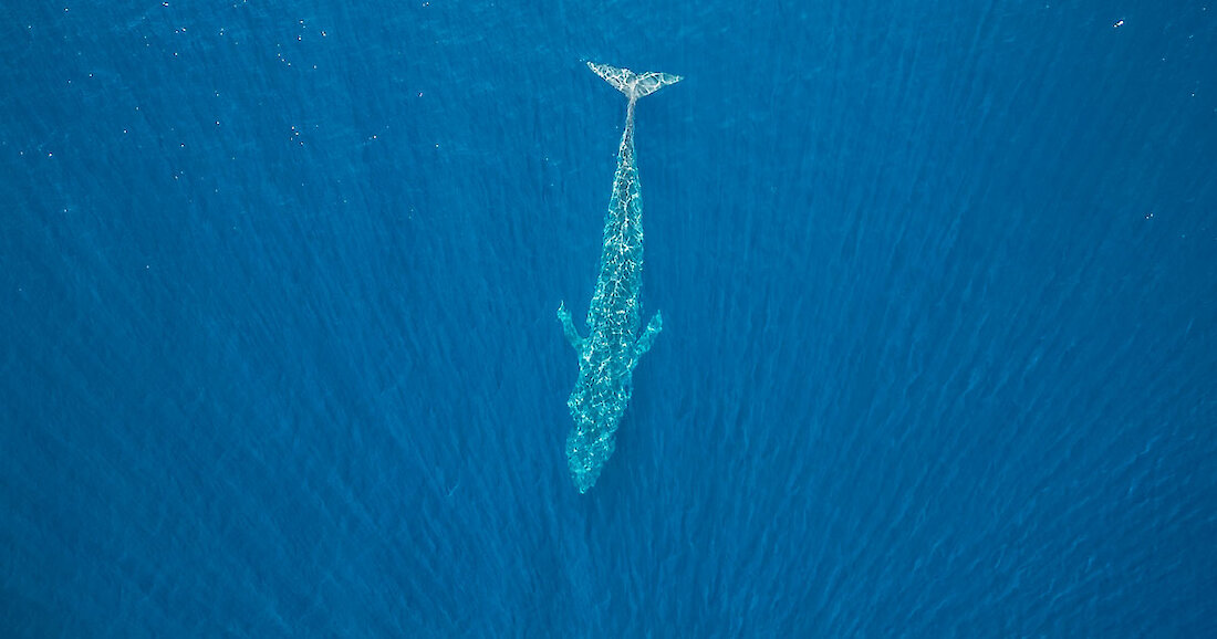 Snorkelen met het grootste dier op aarde