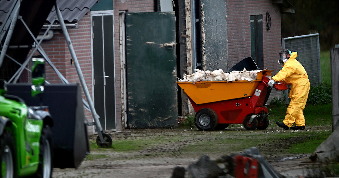 Zo verloopt de ruiming bij boerderijen besmet met vogelgriep
