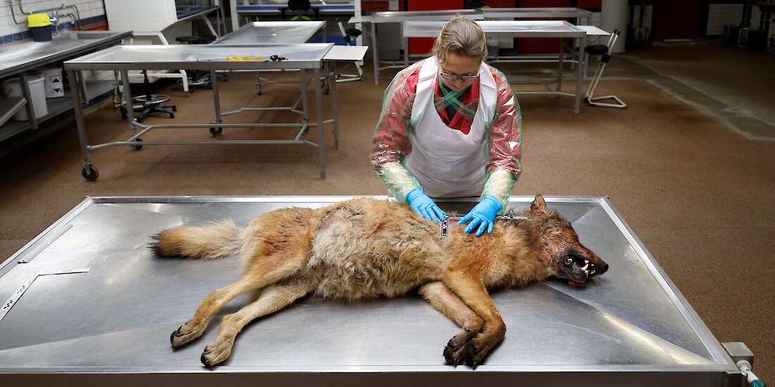 Probleemwolf Bram: wat bezielde de beroemdste wolf van Nederland? ‘Dit gedrag hebben we in decennia 